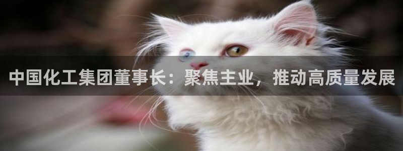 球盟会官方：中国化工集团董事长：聚焦主业，推动高质量发展