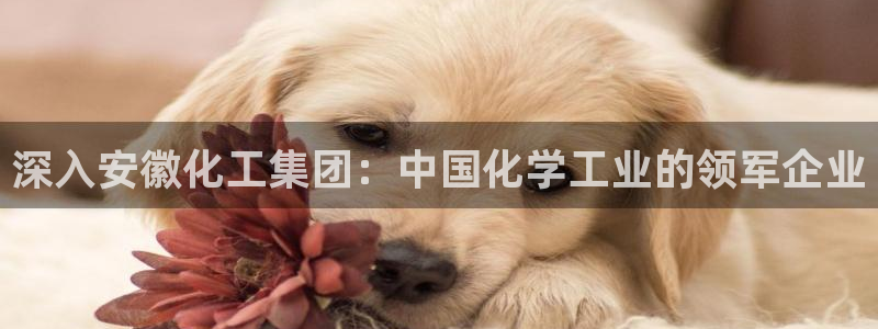 球盟会App