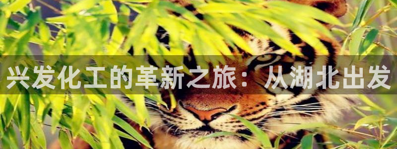 球盟会官方app首页入口：兴发化工的革新之旅：从湖北出发