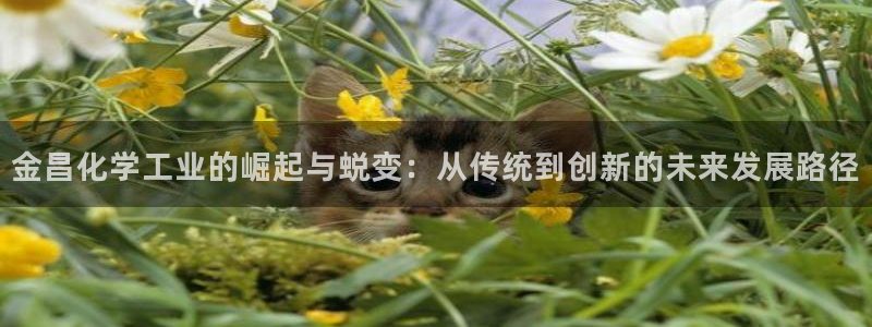 球盟会能退钱吗现在：金昌化学工业的崛起与蜕变：从传统到创新的